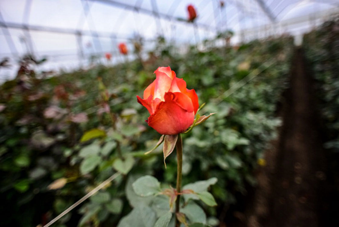 Ecuador has grown into a dominant supplier of roses to Canada over the last several years -- squeezing out local growers in the process. Above, the finished product in an Ecuadorian greenhouse.