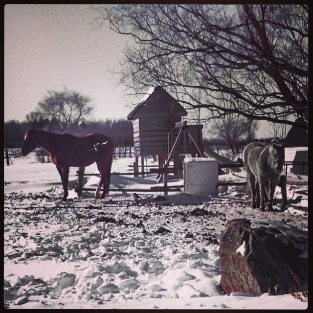 Your Manitoba St. Andrews horse