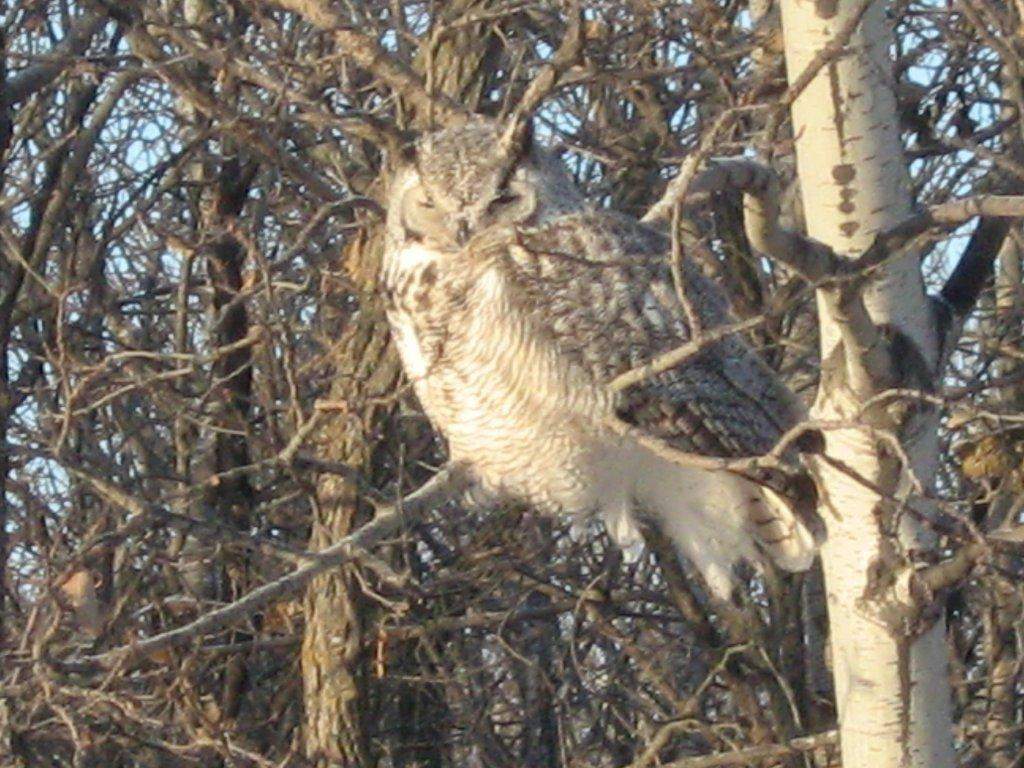 Your Manitoba Oak Bluff owl