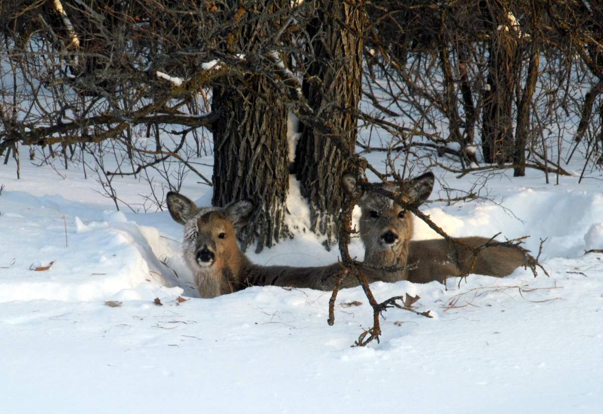 Your Manitoba
