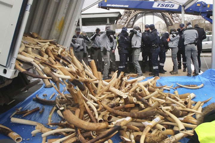 French Customs employees protect themselves from fragments as about 698 elephant tusks are unloaded before being crushed into dust, at the foot of the Eiffel Tower in Paris, Thursday Feb. 6, 2014. 