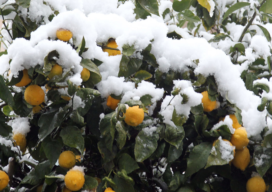 Upwards of 40 per cent of some orange crops in California were frozen in early December. While juice prices aren't expected to rise, prices will for whole fruit sales.