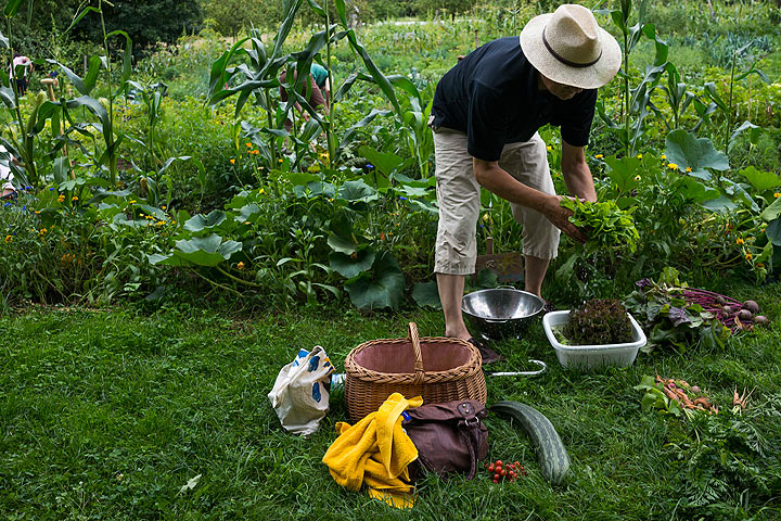 Tips for homeowners inheriting a garden with their new home - image