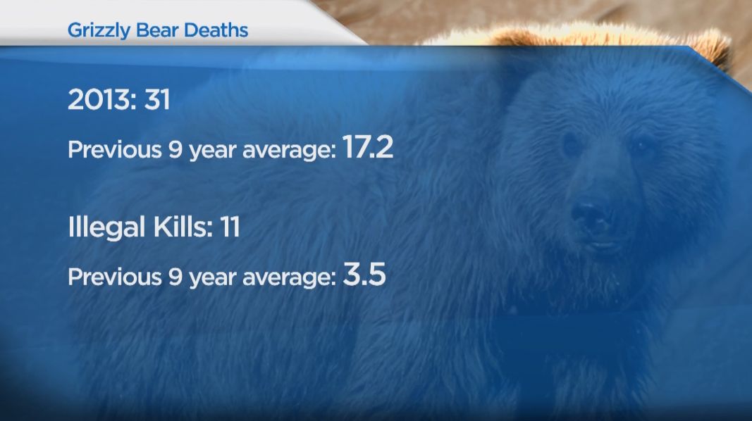 Growing rate of grizzly bear deaths in Alberta - image