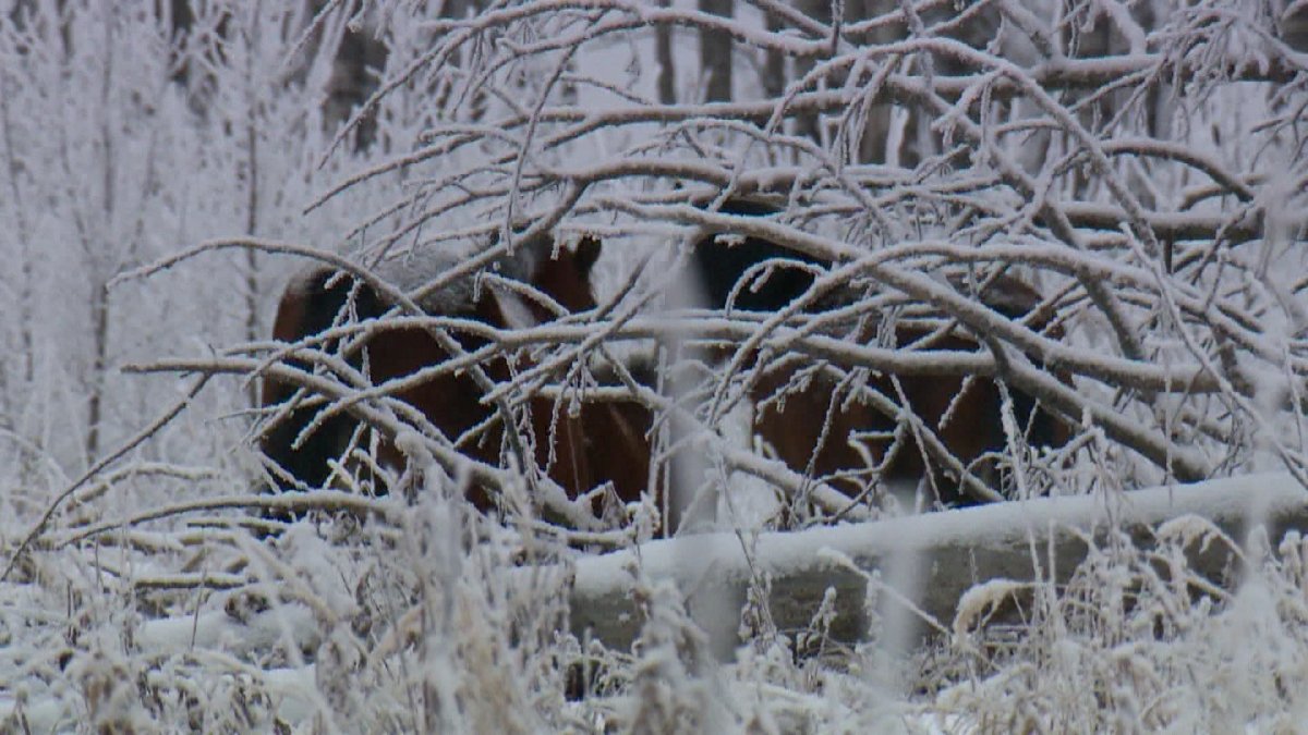The Saskatchewan SPCA is pressing charges against a Scott area farmer after officials found dead horses on the property.