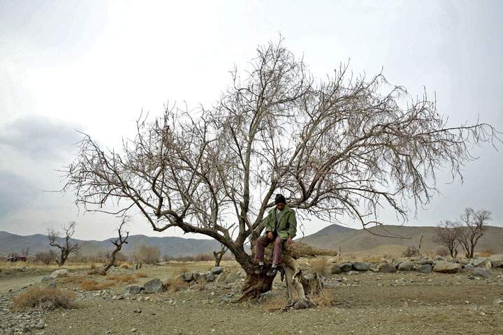 An Iranian gardener, sits on a dry tree near Lake Oroumieh.