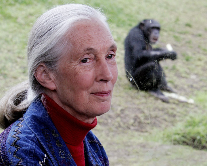 Primatologist Jane Goodall sits near a window where, behind her, a chimpanzee eats in its enclosure at Sydney's Taronga Zoo in 2006.