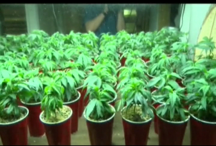 WATCH: More than 1000 legal pot growers in Kelowna ...