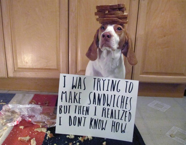 Behaviourists Dogs feel no shame despite the look