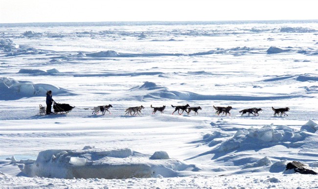 In this March 13, 2013 file photo, Musher Michelle Phillips of Tagish, Yukon Territory, Canada, makes the final push in the Iditarod, on the Bering Sea for the finish line outside Nome, Alaska. 