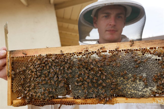 In this photo taken Friday, Jan. 31, 2014, HoneyLove.org founder, and beekeeper Rob McFarland inspects his beehive, which he has kept on the roof of his Los Angeles house for the past three years. 