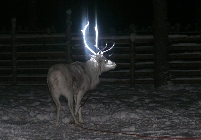 In this picture taken on Feb. 15, 2014 in Rovaniemi, Finland and provided by the Reindeer Herders' Association, a reindeer is seen with fluorescent antlers after a test in which Finnish herders dabbed it with fluorescent paint. 