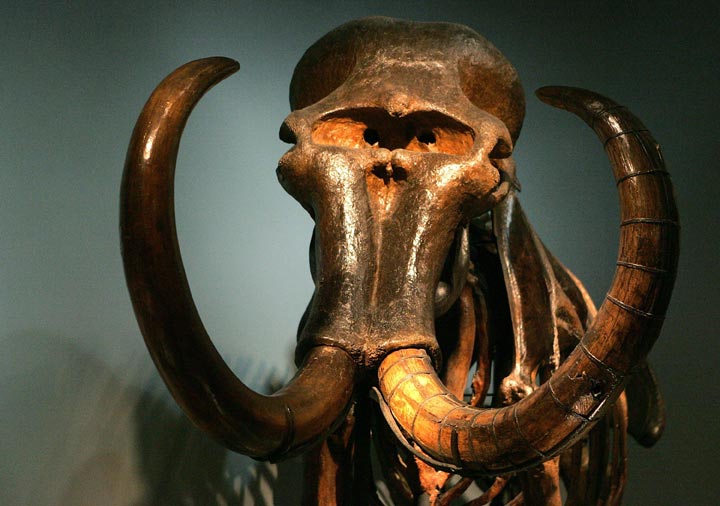 A U.S. museum official says construction workers have found a tusk from an ice age mammoth.
