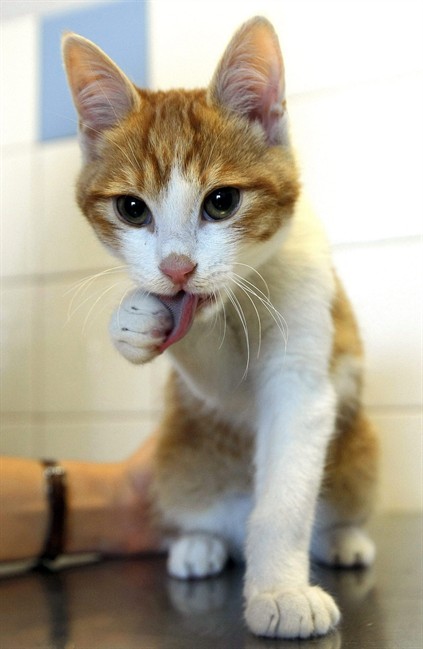 Vancouver resident wants to open city’s first cat cafe - image