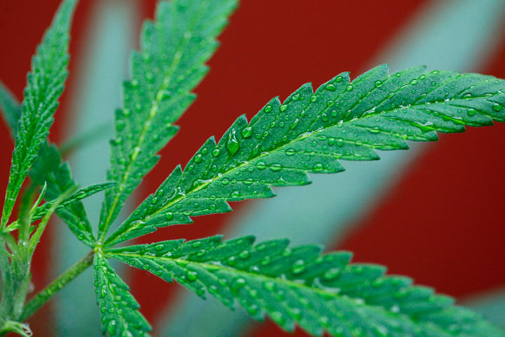 Plaintiffs in medical marijuana lawsuit against Health Canada will remain anonymous