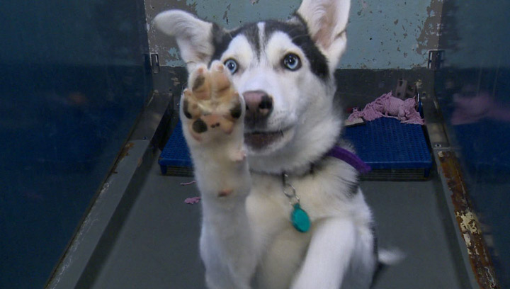 The Saskatoon SPCA will Rock the Shelter at the Odeon Event Centre Friday night.