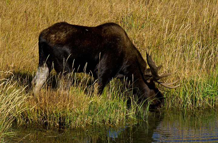 University of Saskatchewan (U of S) researchers to capture moose with helicopter net gun.