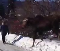 WATCH: Moose caught on tape wandering around Smithers - image