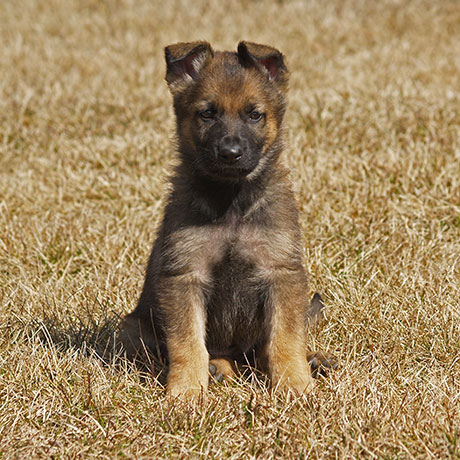 RCMP ask Canadian kids to help name 10 new service dogs born in Innisfail, Ab.
