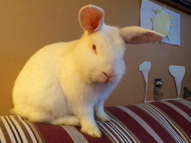 River (pictured) has already found a foster home, but there are hundreds of rabbits just like him waiting for homes. Credit: Linda Aylesworth, Global News