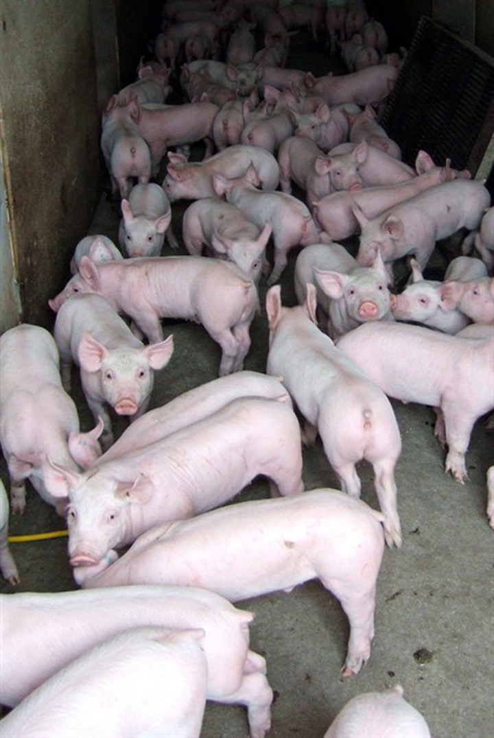 A deadly pig virus has been found in Manitoba, provincial veterinary officials say.