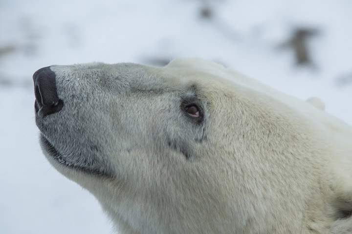 A close up of a wild polar bear.