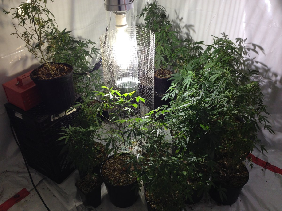 Medical marijuana grown in a Calgary home on Wednesday, February 19, 2014.