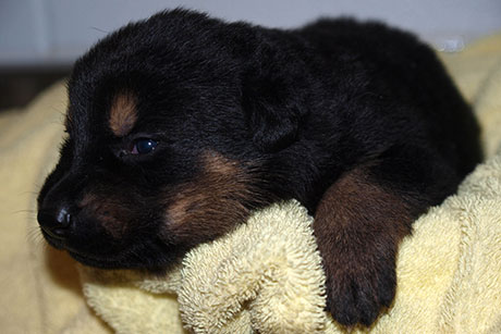 RCMP ask Canadian kids to help name 10 new service dogs born in Innisfail, Ab.