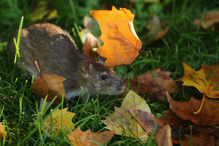 A rat shuffles through leaves in St James's Park on November 4, 2013 in London, England.