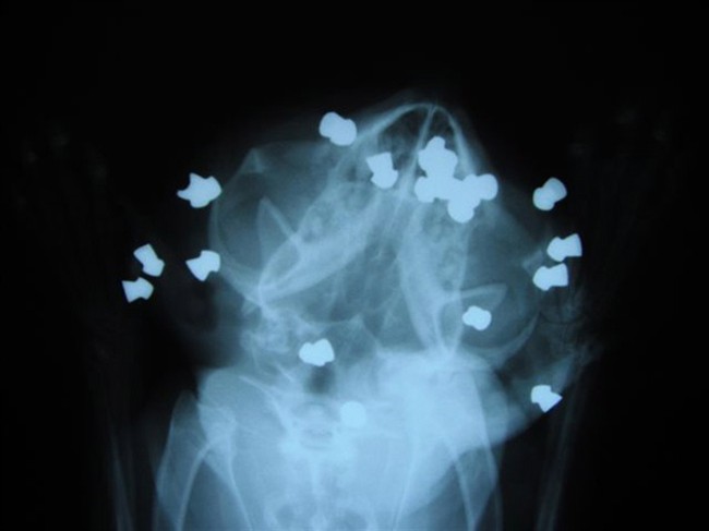An x-ray of a cat which was shot with a pellet gun is shown in a handout photo.