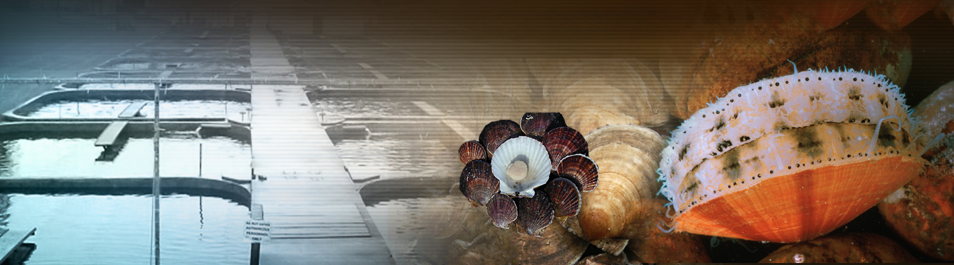 Millions of scallops are dying off B.C.'s coast.