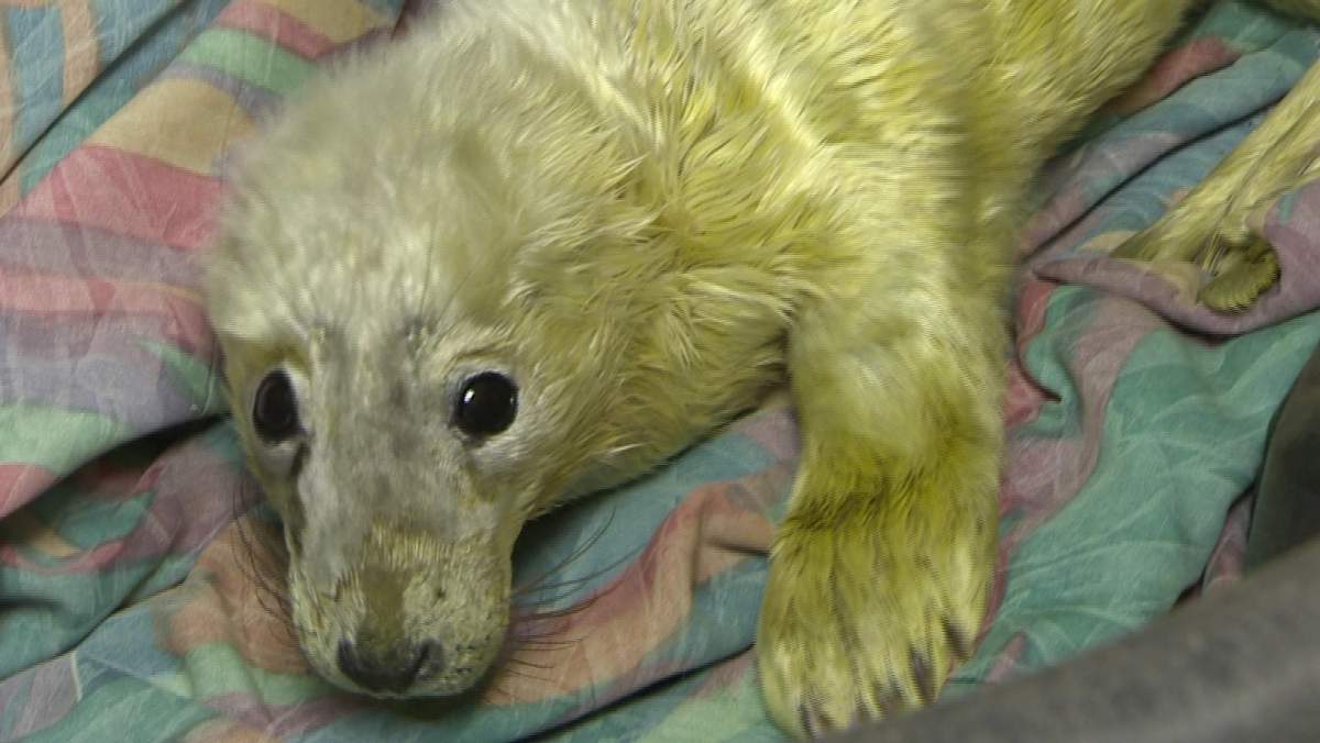 A grey seal pup rescued from a beach near Antigonish, NS. (Feb. 5, 2014).