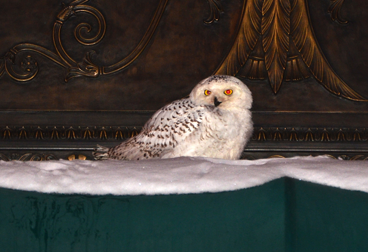A snowy owl sits on the awning of an office building in downtown Washington, DC January 22, 2014.