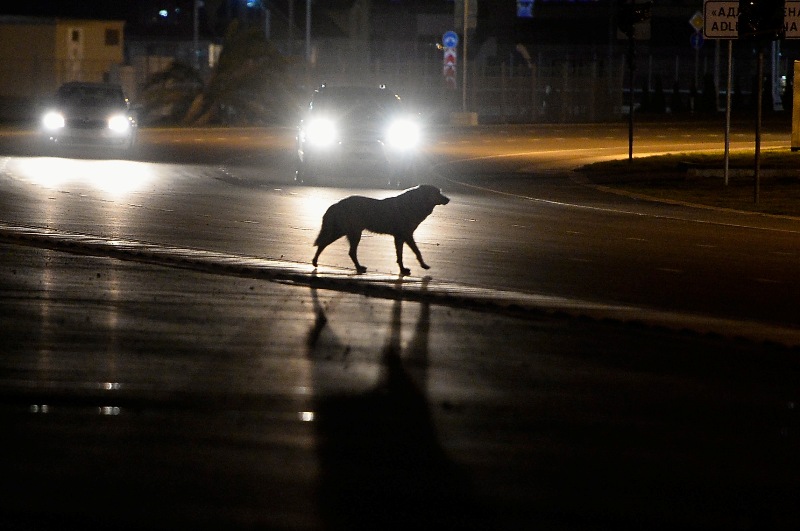what to do with a stray dog at night