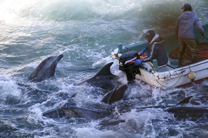 In this Saturday, Jan. 18, 2014 file photo provided by Sea Shepherd Conservation Society on Tuesday, Jan. 21, 2014, fishermen on boats go over bottlenose dolphins in Taiji, western Japan. 