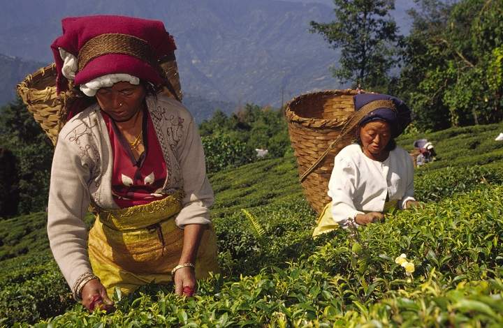Tea picking in Darjeeling, West Bengal, India.