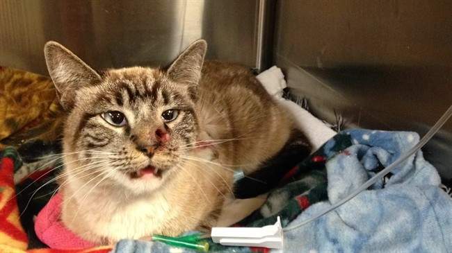 Quiver, a cat that was shot with an arrow, rests in a cage Thursday, Feb. 6, 2014 after undergoing surgery in Washington, Utah.