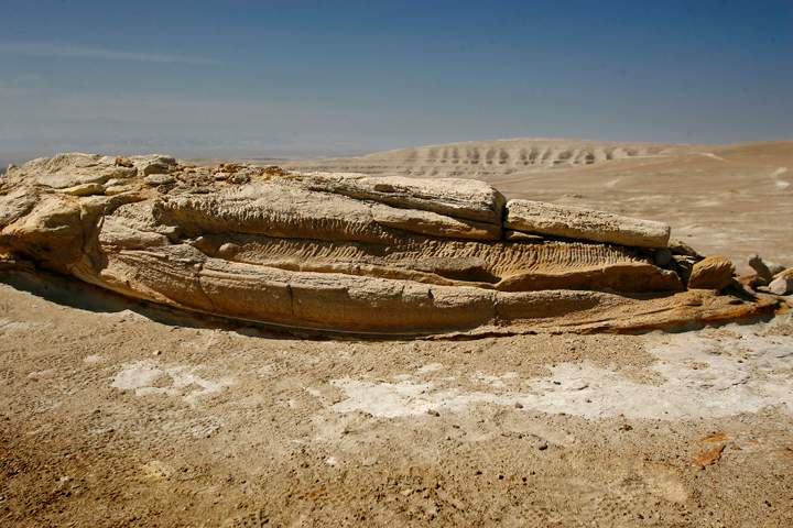 The fossilized jaw of a whale lies on the desert pavement of Ocucaje, 310 km south of Lima on July 4, 2012.