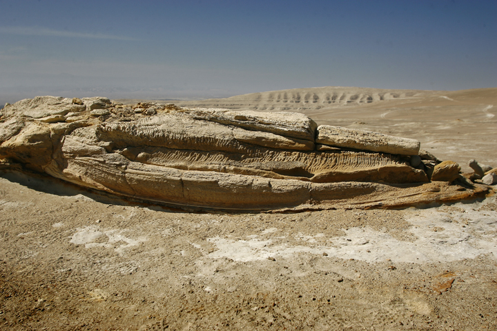 The fossilized jaw of a whale lies on the desert pavement of Ocucaje, 310 km south of Lima on July 4, 2012.