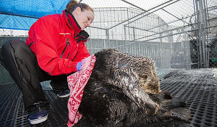 A marine mammal rescue team member helps to groom rescued sea otter Whiffen, who was unable to reach his entire body.