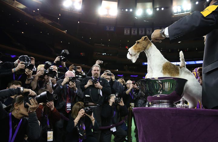 A Wire Fox Terrier named Sky poses for photographers after winning the 138th Annual Westminster Kennel Club Dog Show on February 11, 2014 in New York City.  Sky won Best in Show at the 138th Annual Westminster Kennel Club Dog Show. 