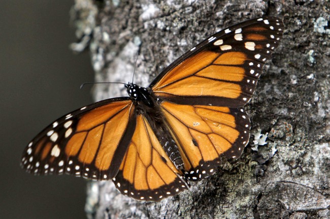 In this Dec. 9, 2011 file photo a Monarch butterfly sits on a tree trunk at the Sierra Chincua Sanctuary in the mountains of Mexico's Michoacan state.