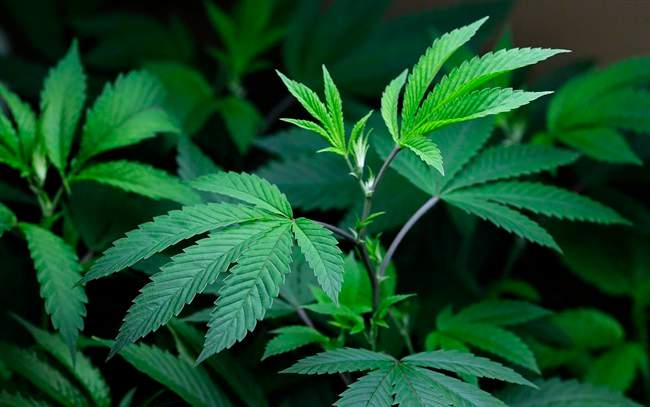 First Nations required to pay pot levy.