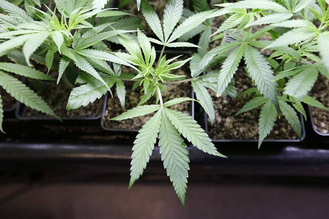File: A photo of a marijuana plant.