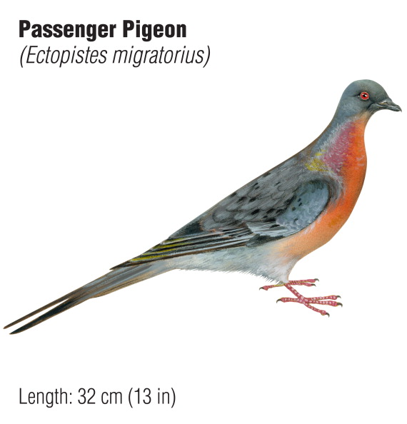 Extinct Passenger Pigeon.