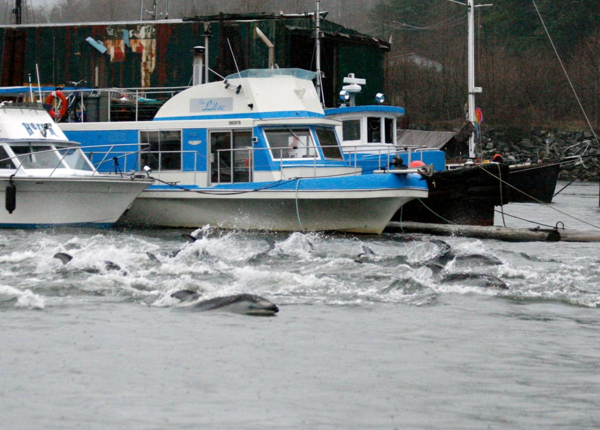 Hundreds of dolphins surprised boaters in Blind Channel near Squamish Saturday. 