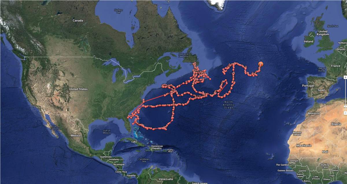 How one shark’s epic journey is making history - image