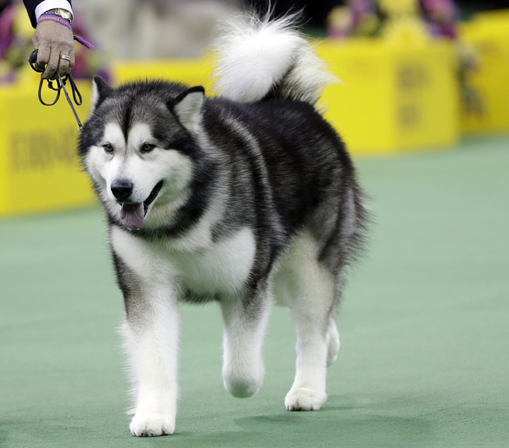 An Alaskan malamute competes in the Westminster Kennel Club dog show. Two dogs of the breed attacked a girl in rural Manitoba and killed her.