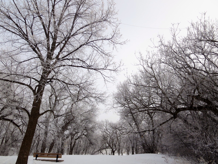 Frost covers the trees on the first day of spring in Assiniboine Park in Winnipeg.