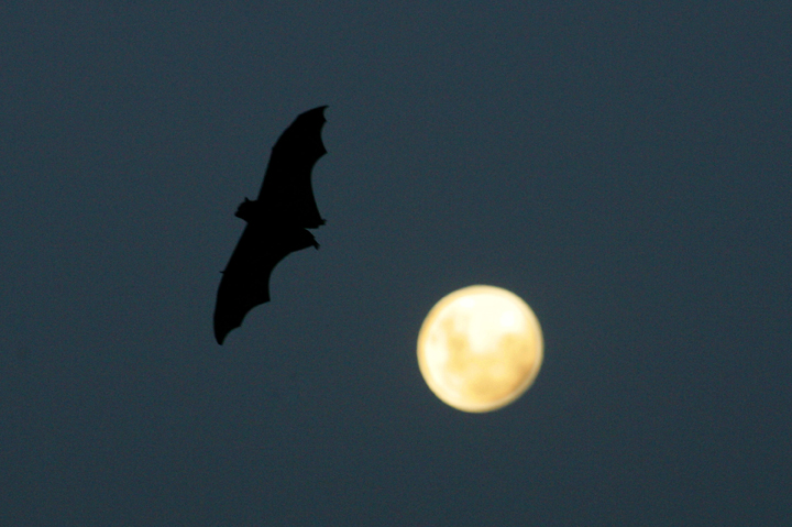 Grey-Headed Flying Foxes To Be Relocated From Royal Botanic Gardens.
